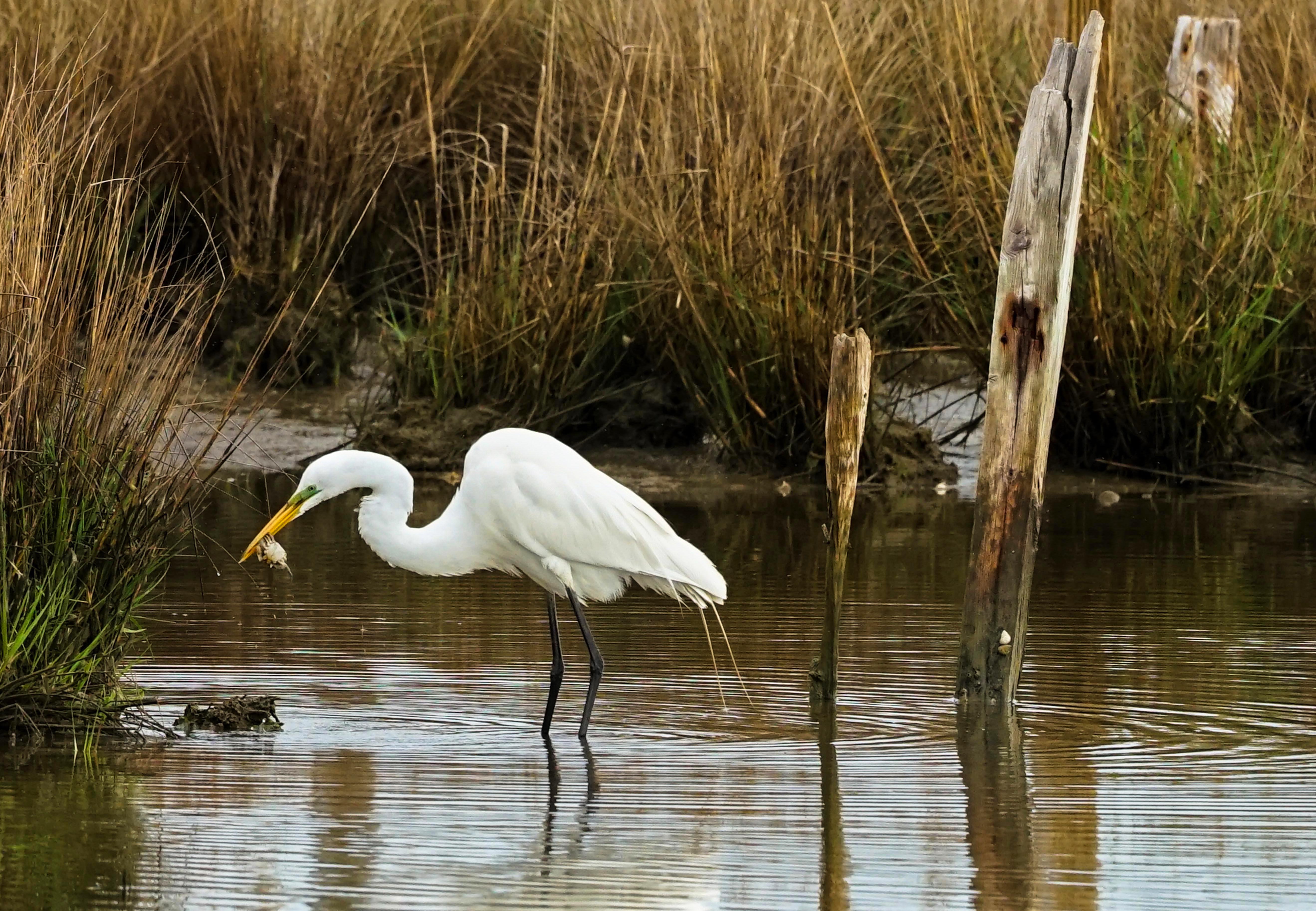 A great egret catching a crab in shallow water