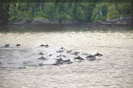 a large group of dolphins seeming to race at great speeds, all heading in the same direction