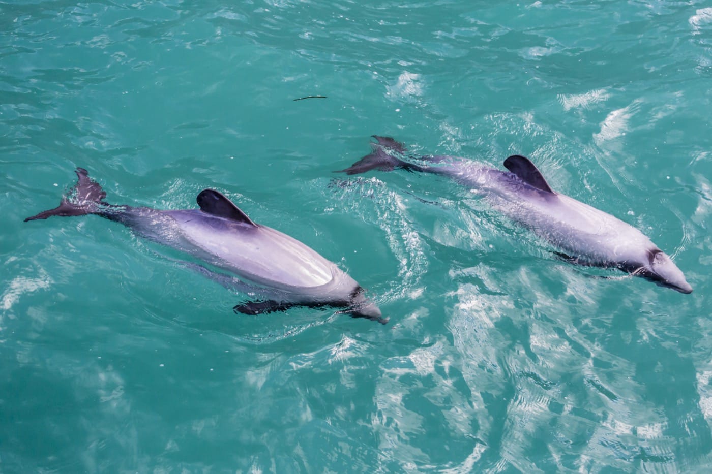 seen from above: two dolphins swim languidly side-by-side