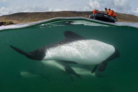 above: a small boat holding people dressed in orange; below: a group of plump, mostly white dolphins swimming in dark-green water