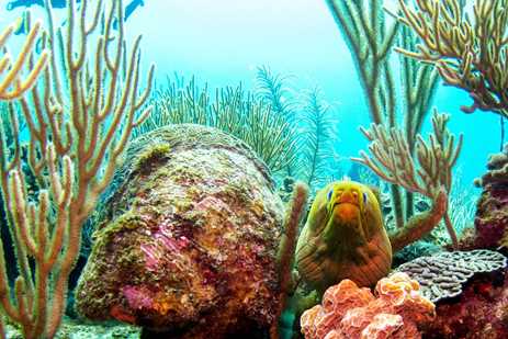 Eel and coral in Belize Barrier Reef