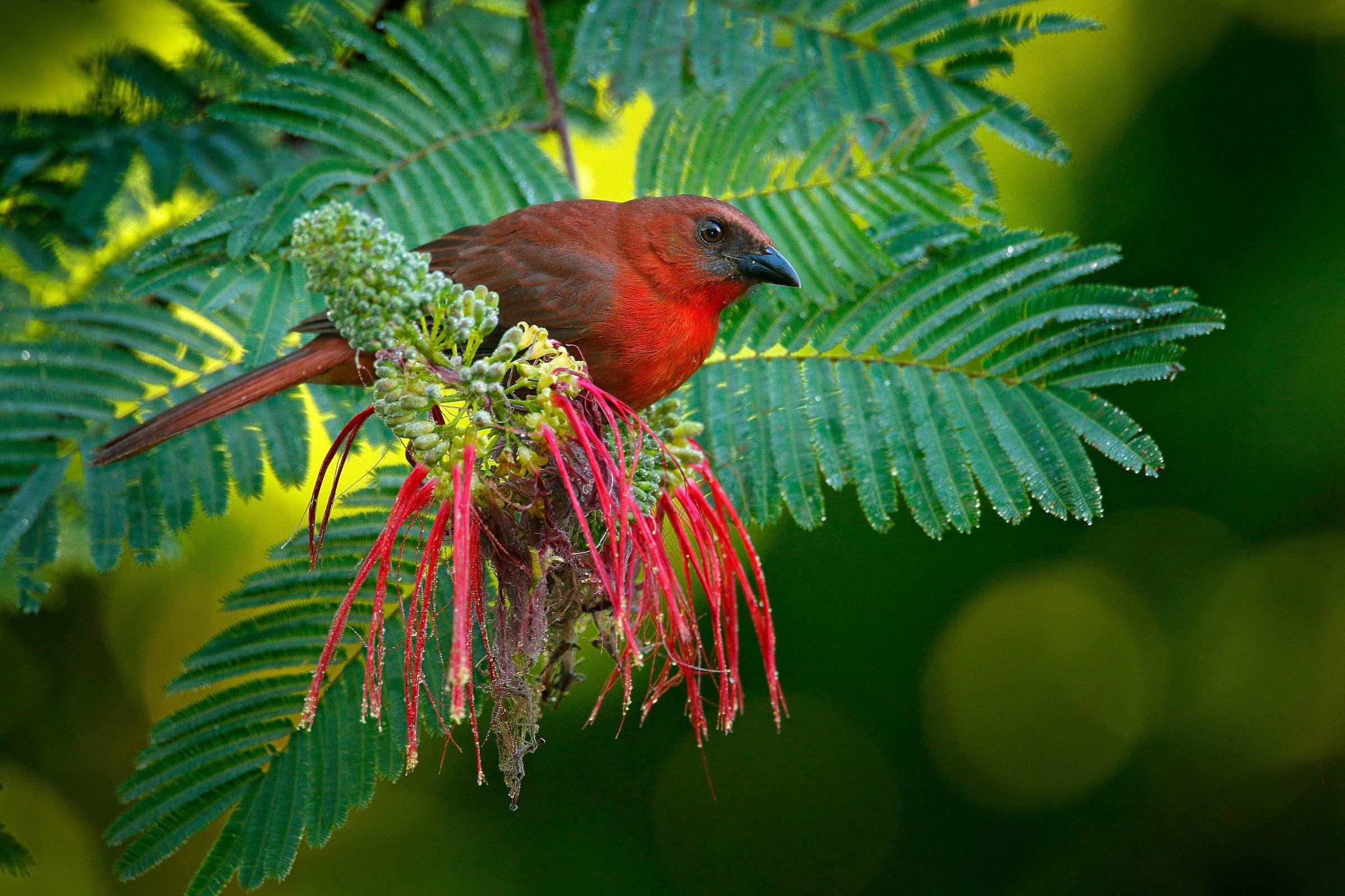 Red-throated ant-tanager on a branch in Belize