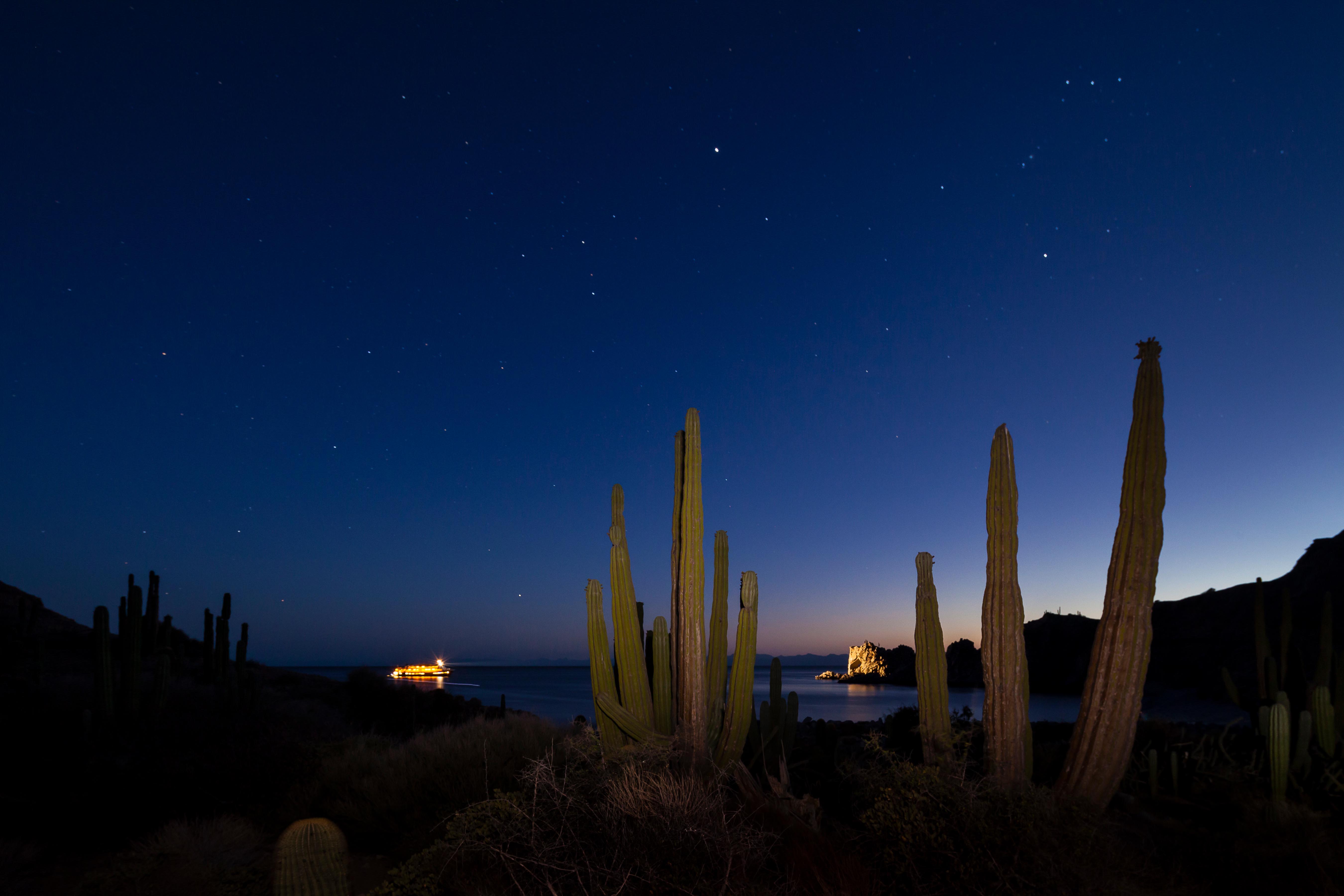 Giant cacti against a starry Baja California night