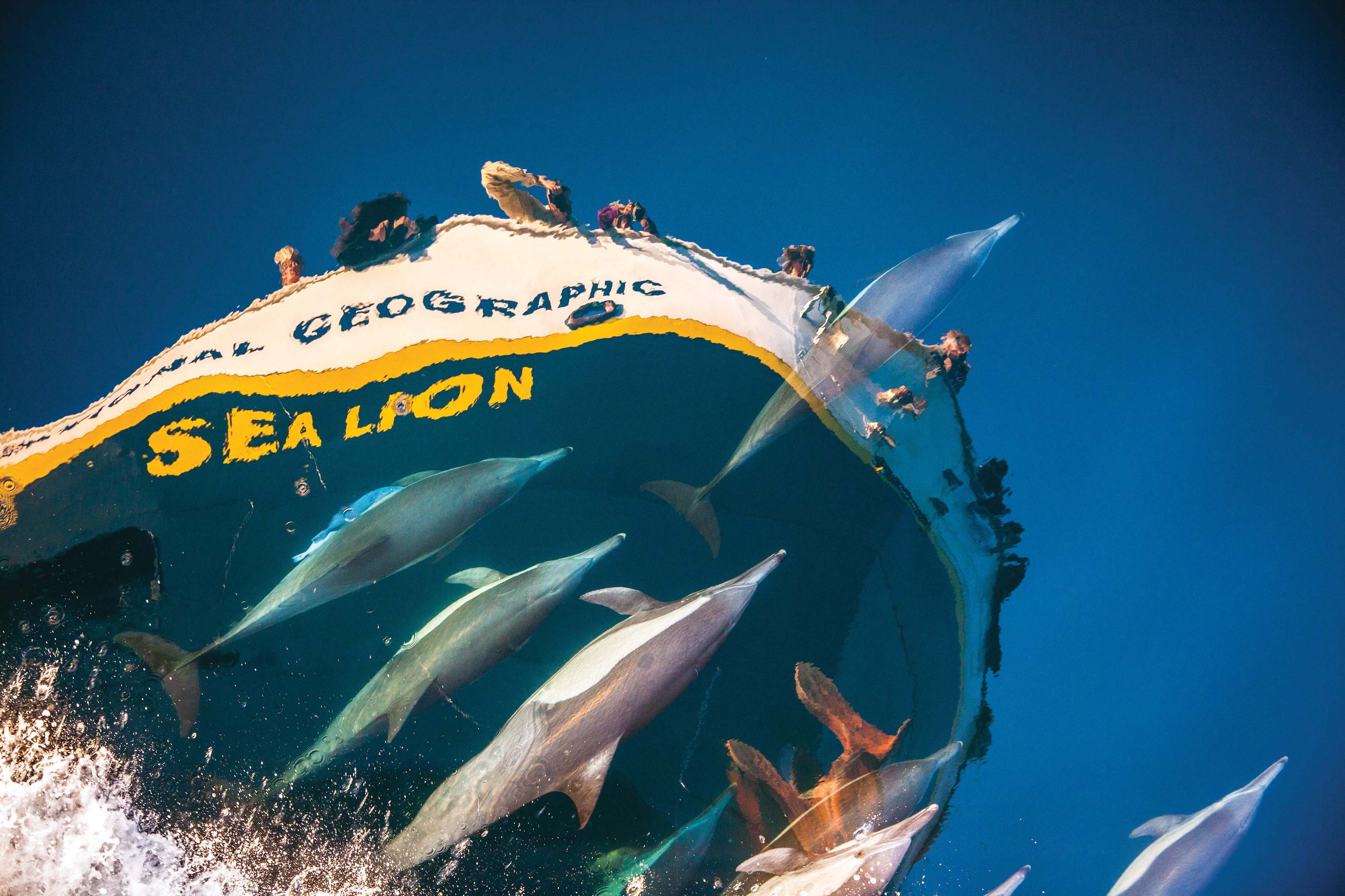 Dolphins race beneath the bow of a ship in Baja