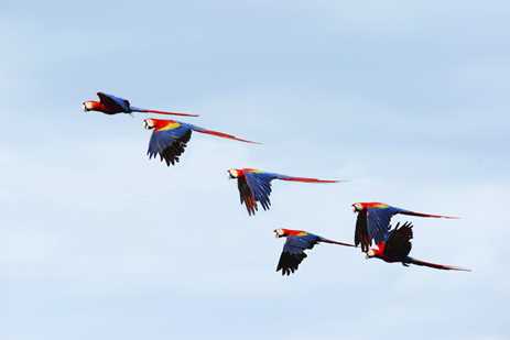 A flock of vibrant scarlet macaws in flight