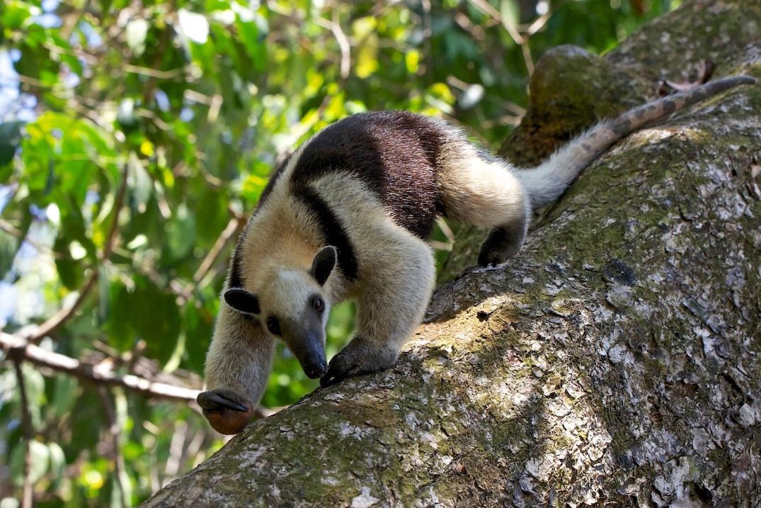 A tamandua or lesser anteater dlimbs a tree