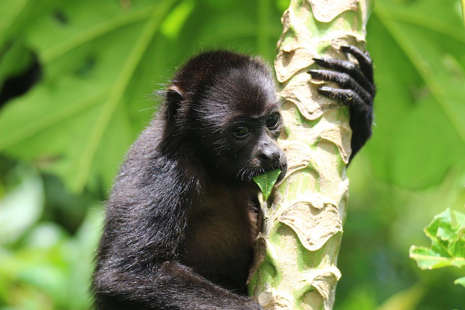 A baby howler monkey snacks on a leaf