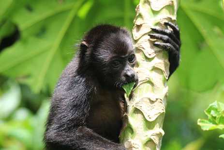 A baby howler monkey snacks on a leaf