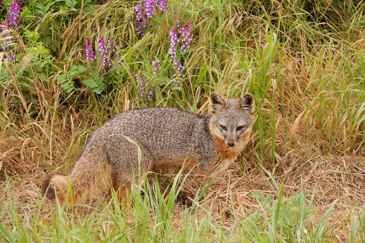 An endemic Channel Island fox stops in front of some flowers