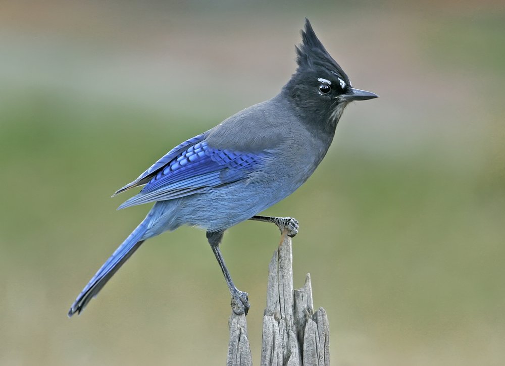 A Steller's Jay strikes a post on a post