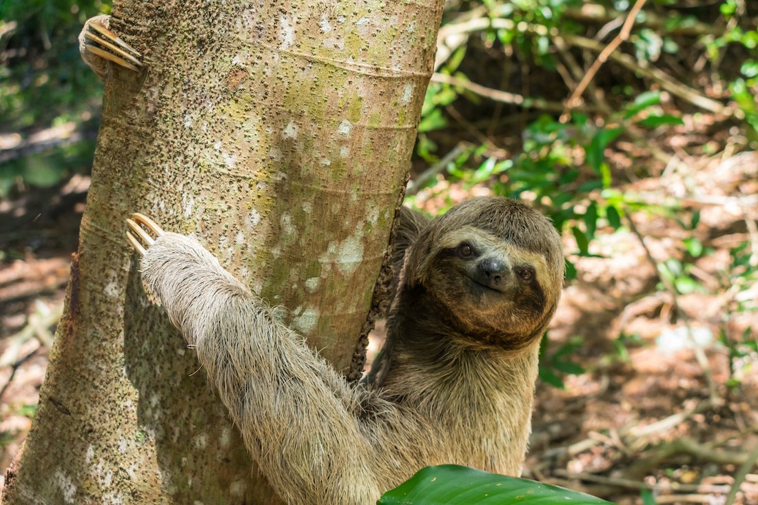 A sloth climbing down a tree 