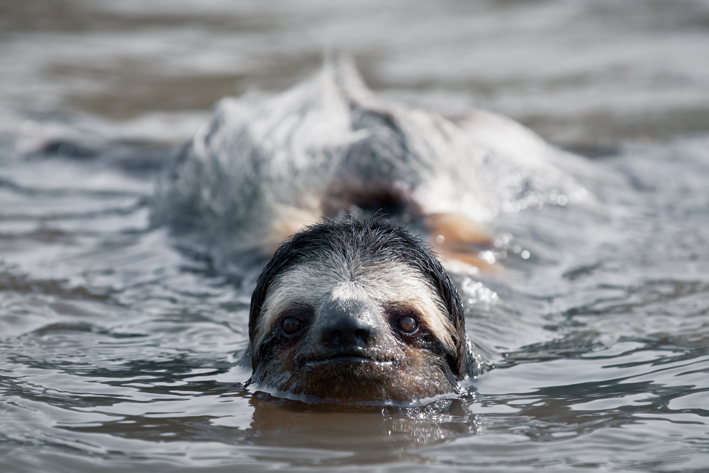 A brown-throated sloth swims in a river