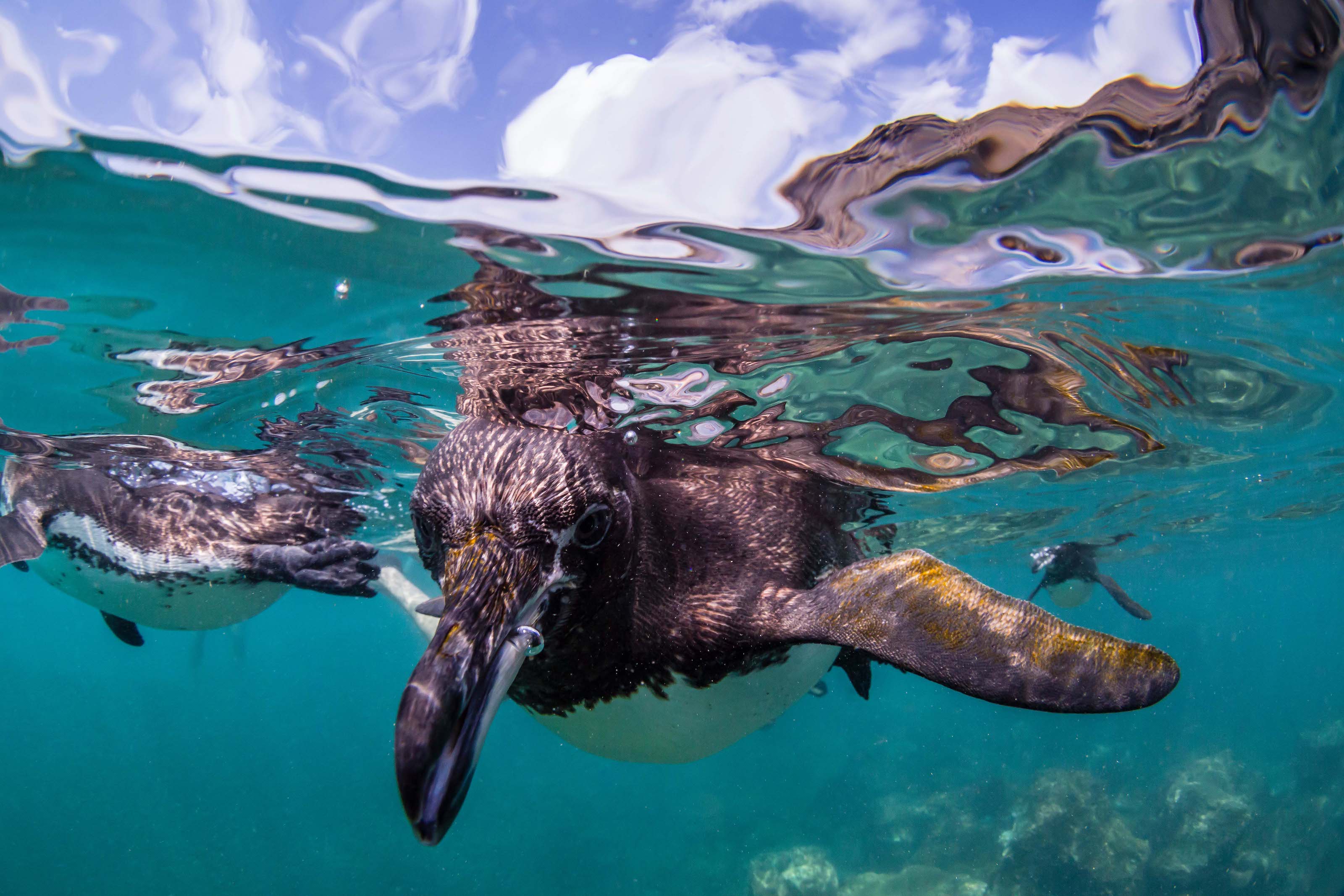 A Galápagos penguin swims towards the camera