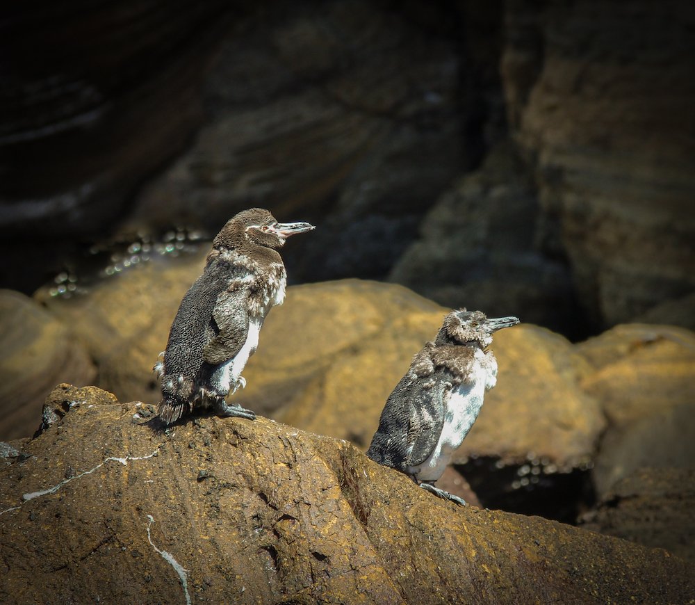 Two molting Galapagos penguins rest on a rock 