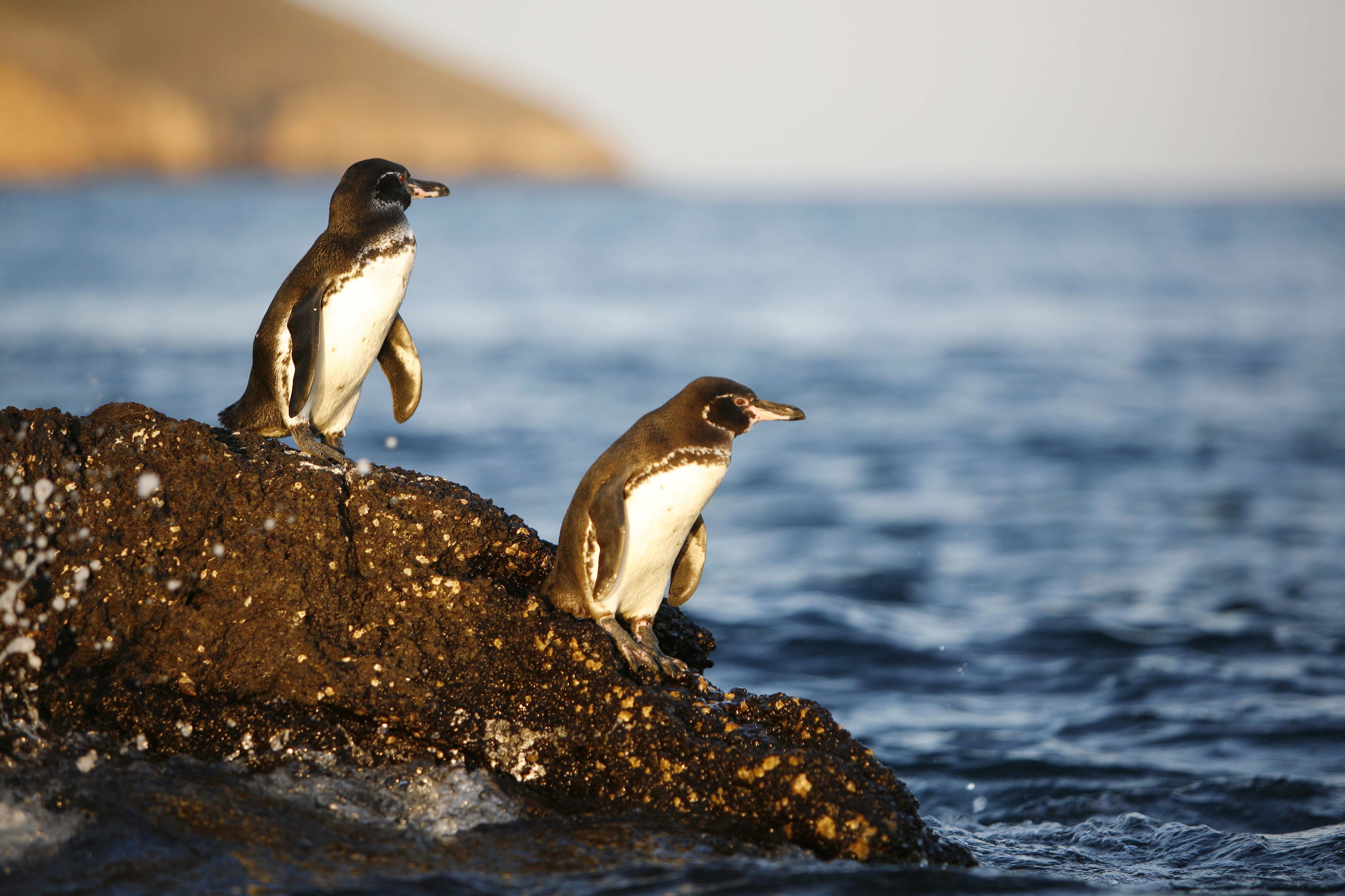 A pair of Galápagos penguins stand on a rock