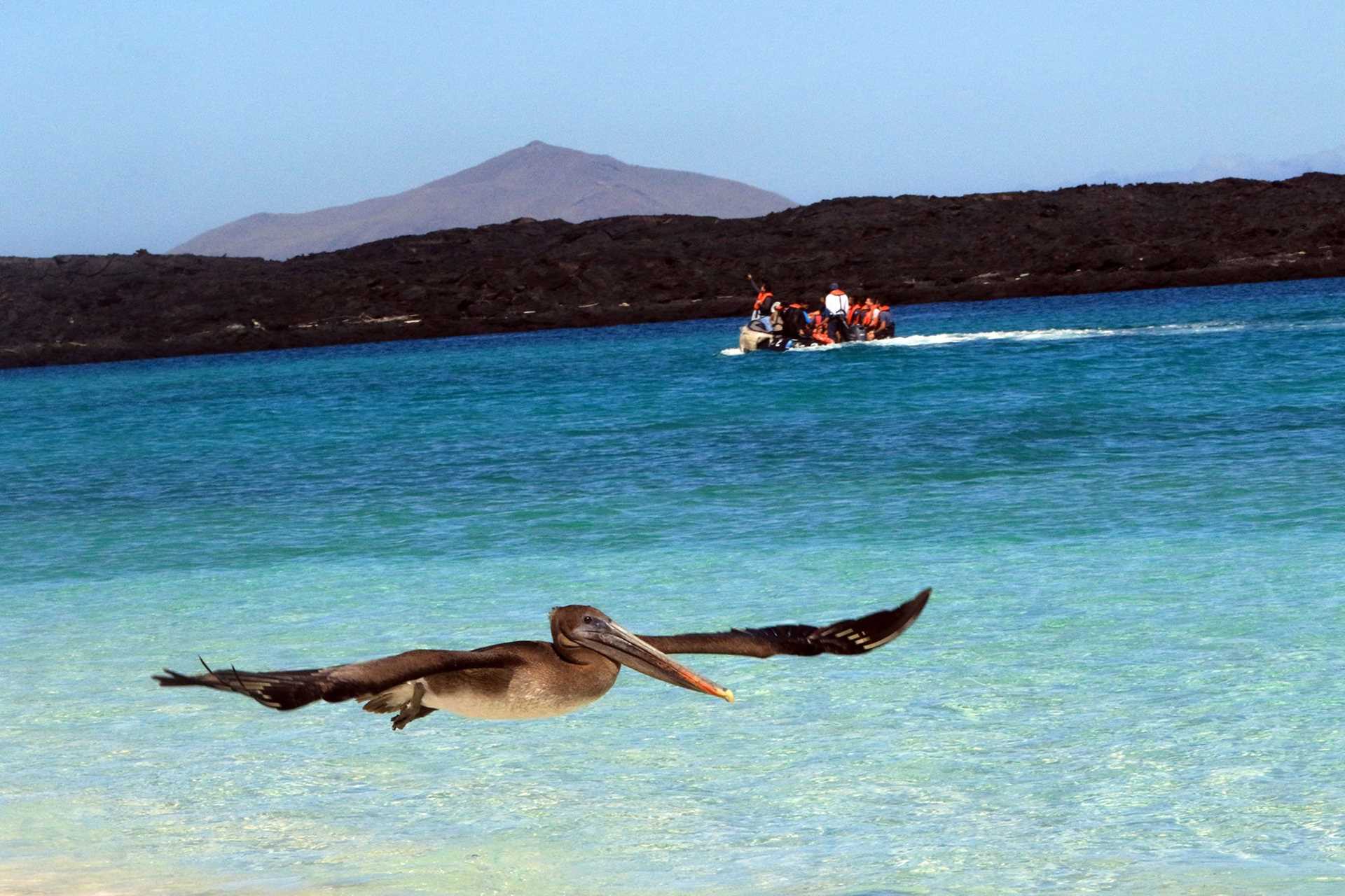 diving pelican