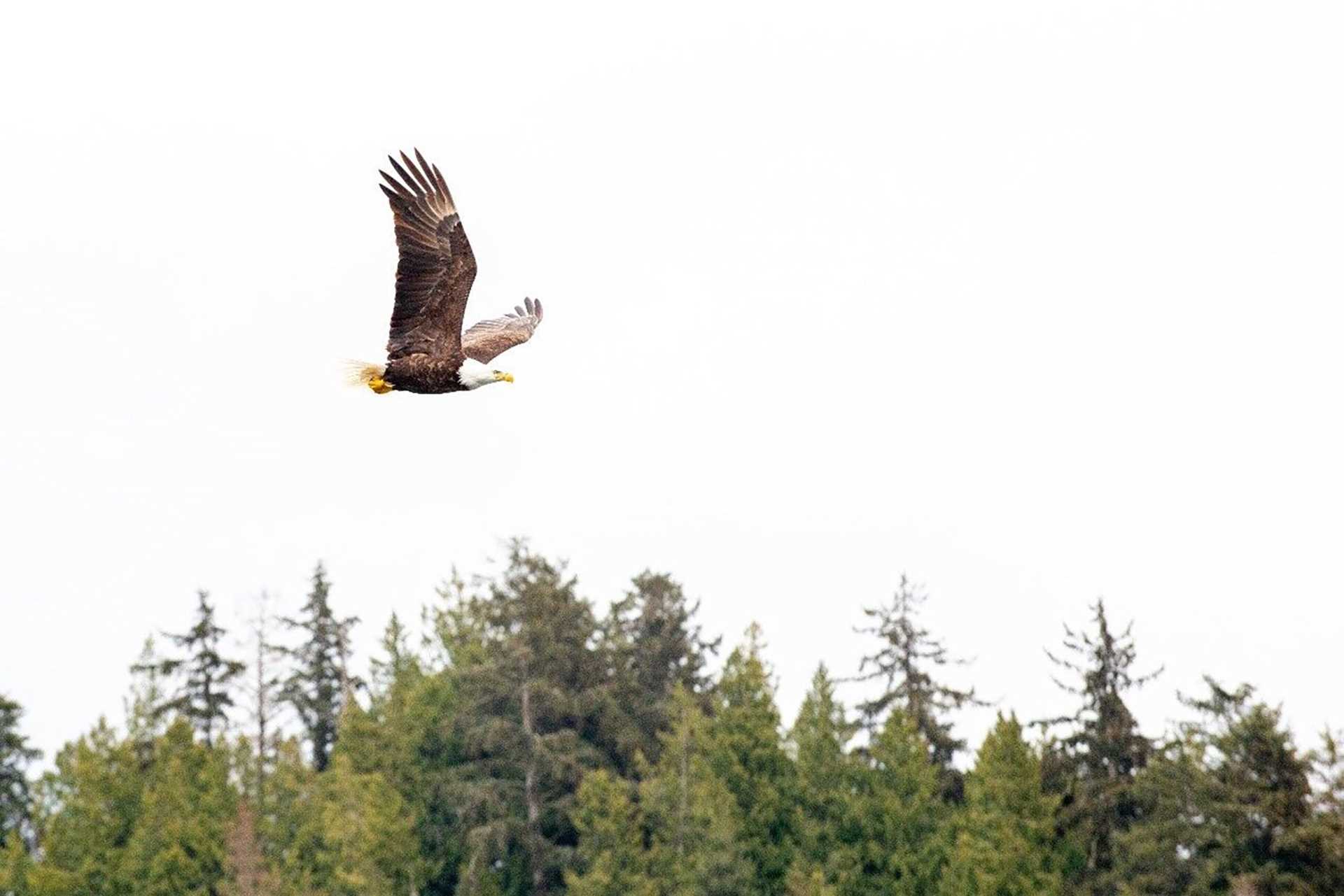 bald eagle