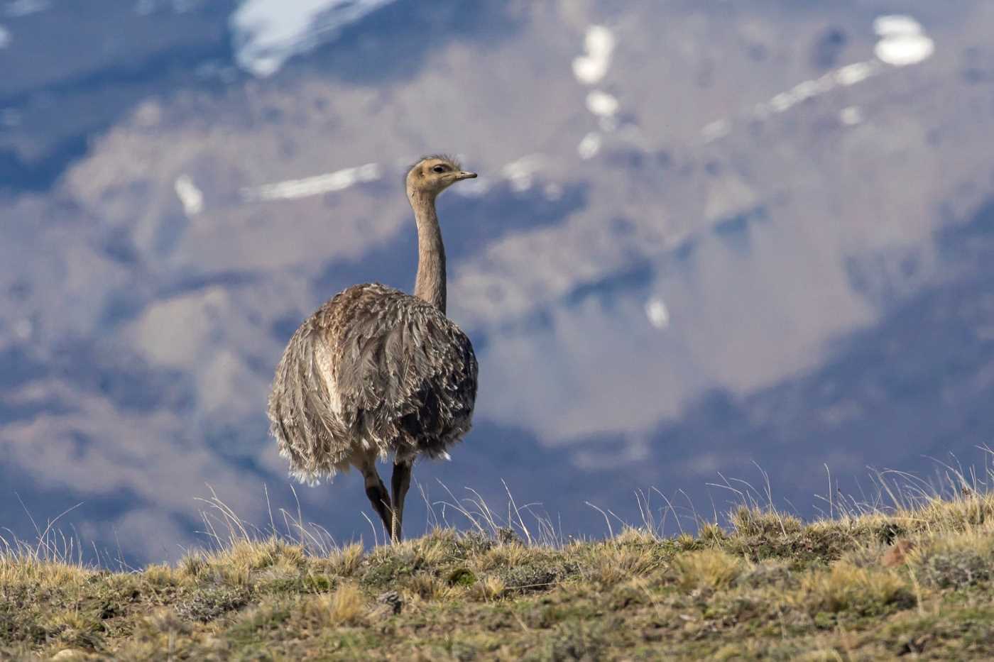 Darwin's Rhea on hillside.jpg