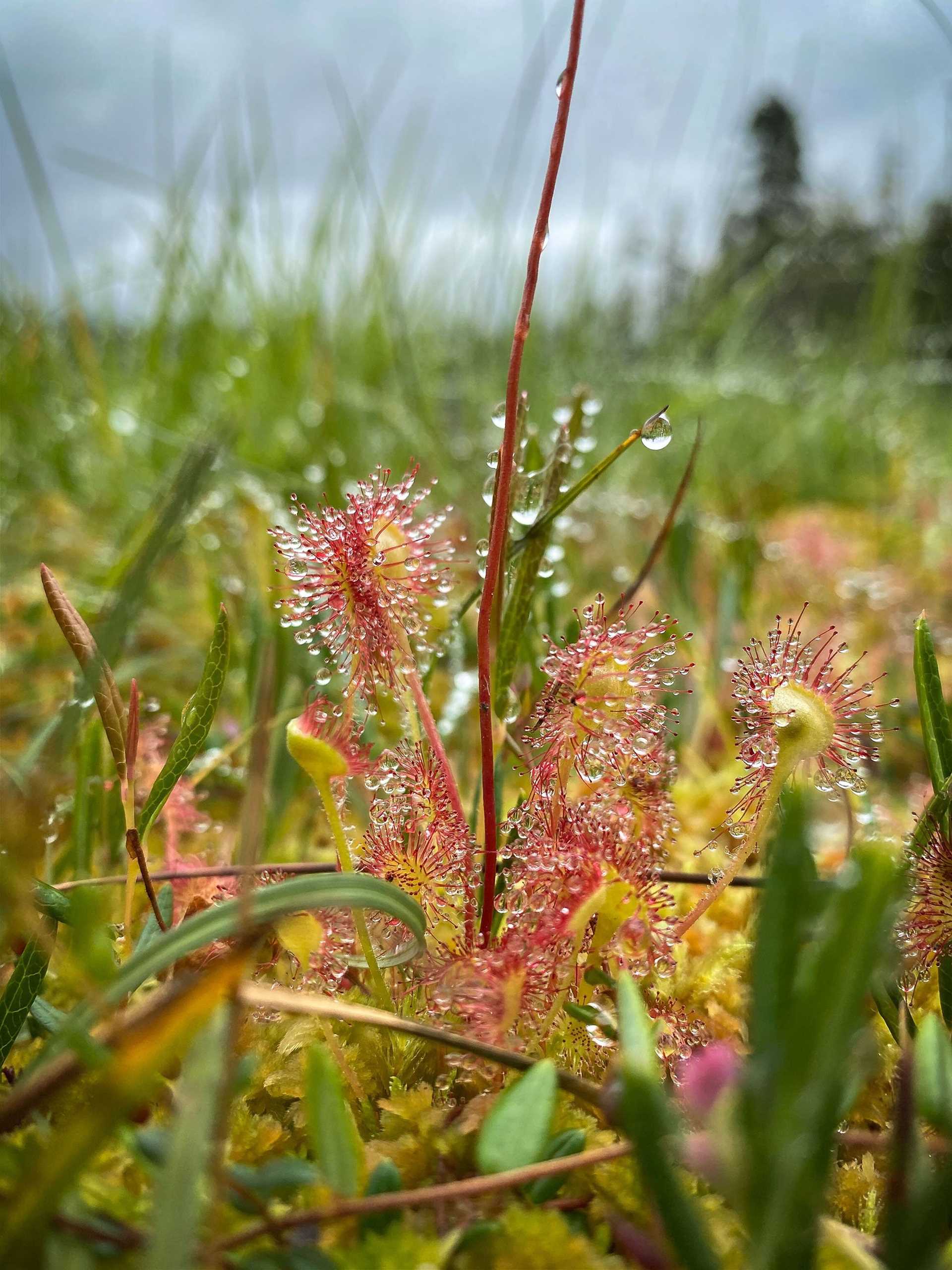 sundew