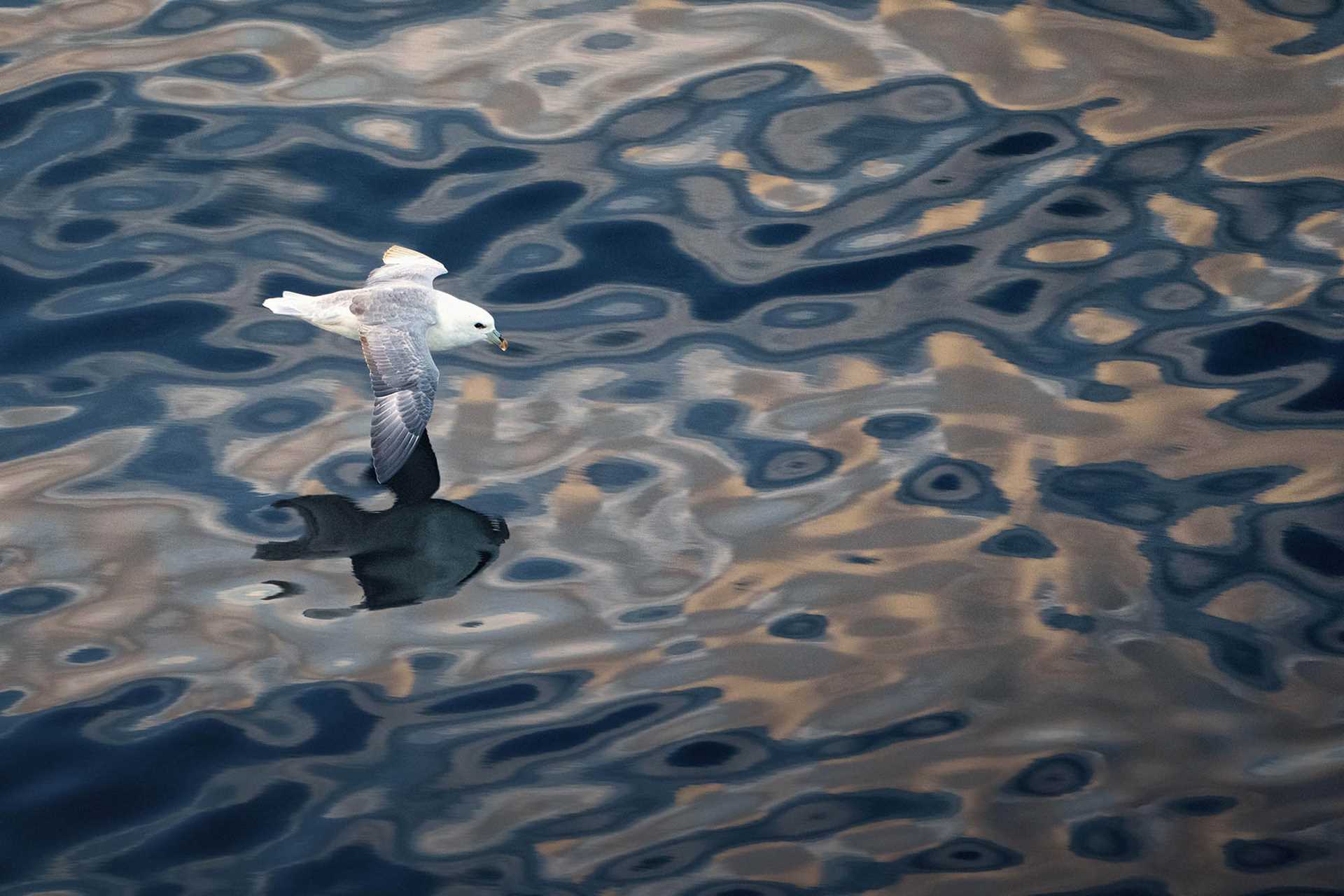 northern fulmar