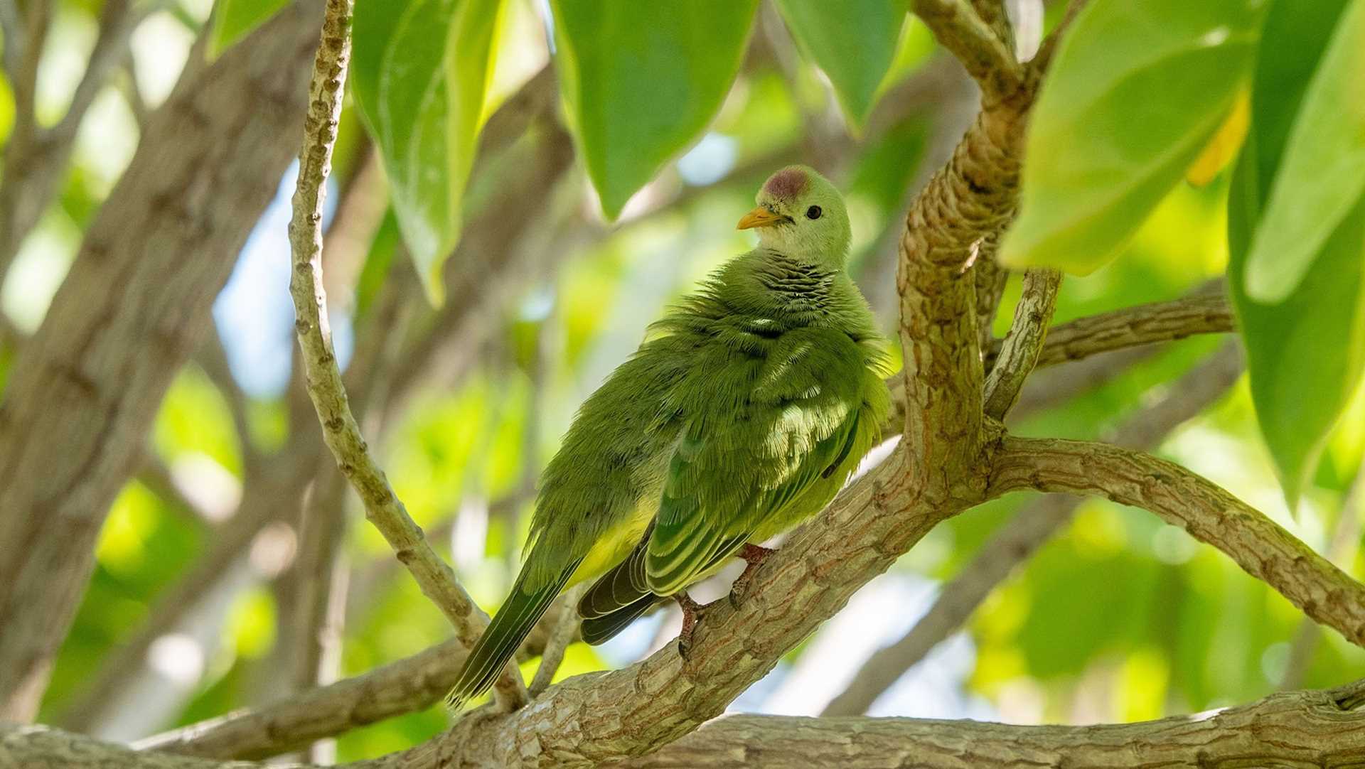 atoll fruit dove