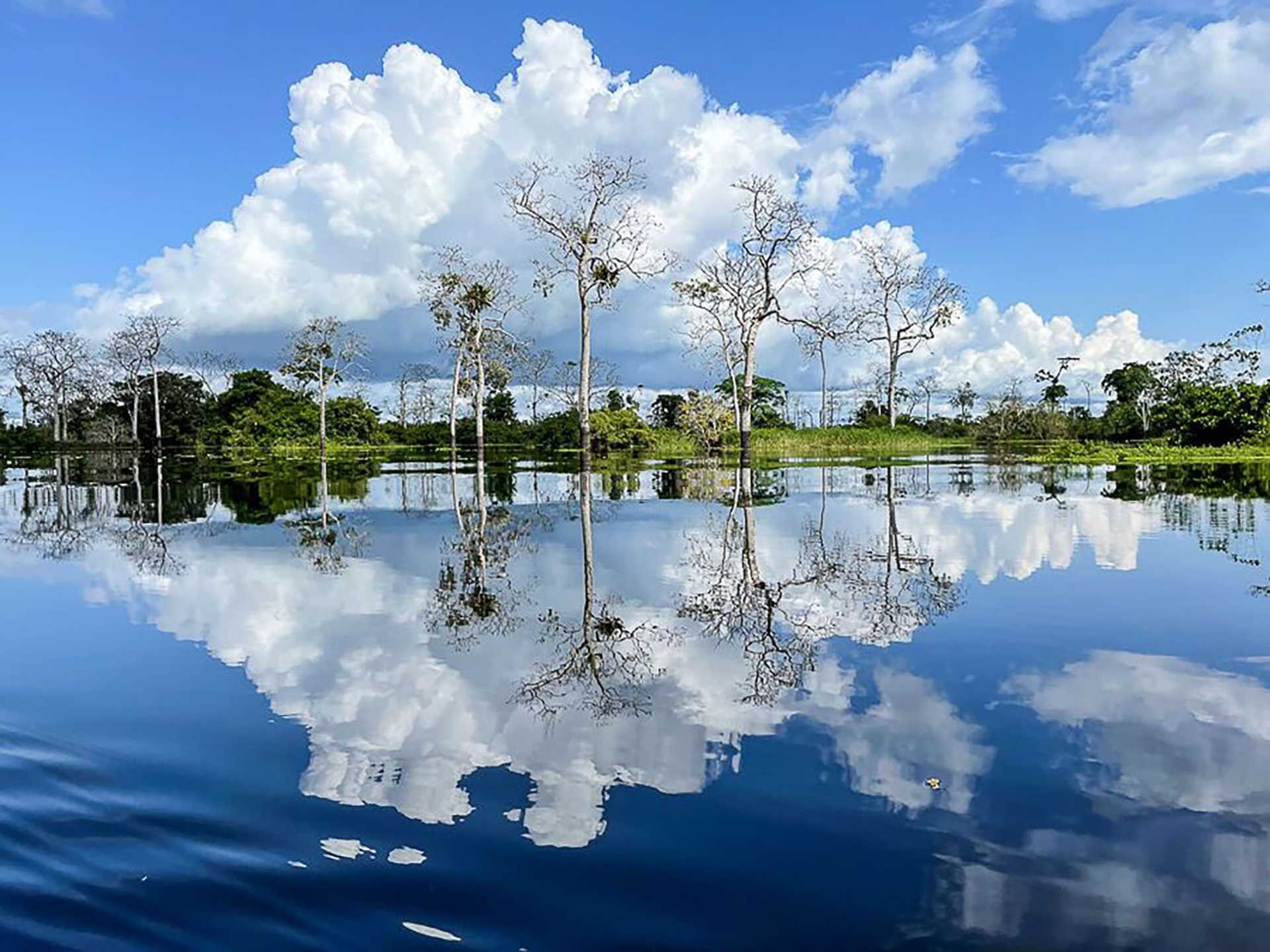 trees reflected on water