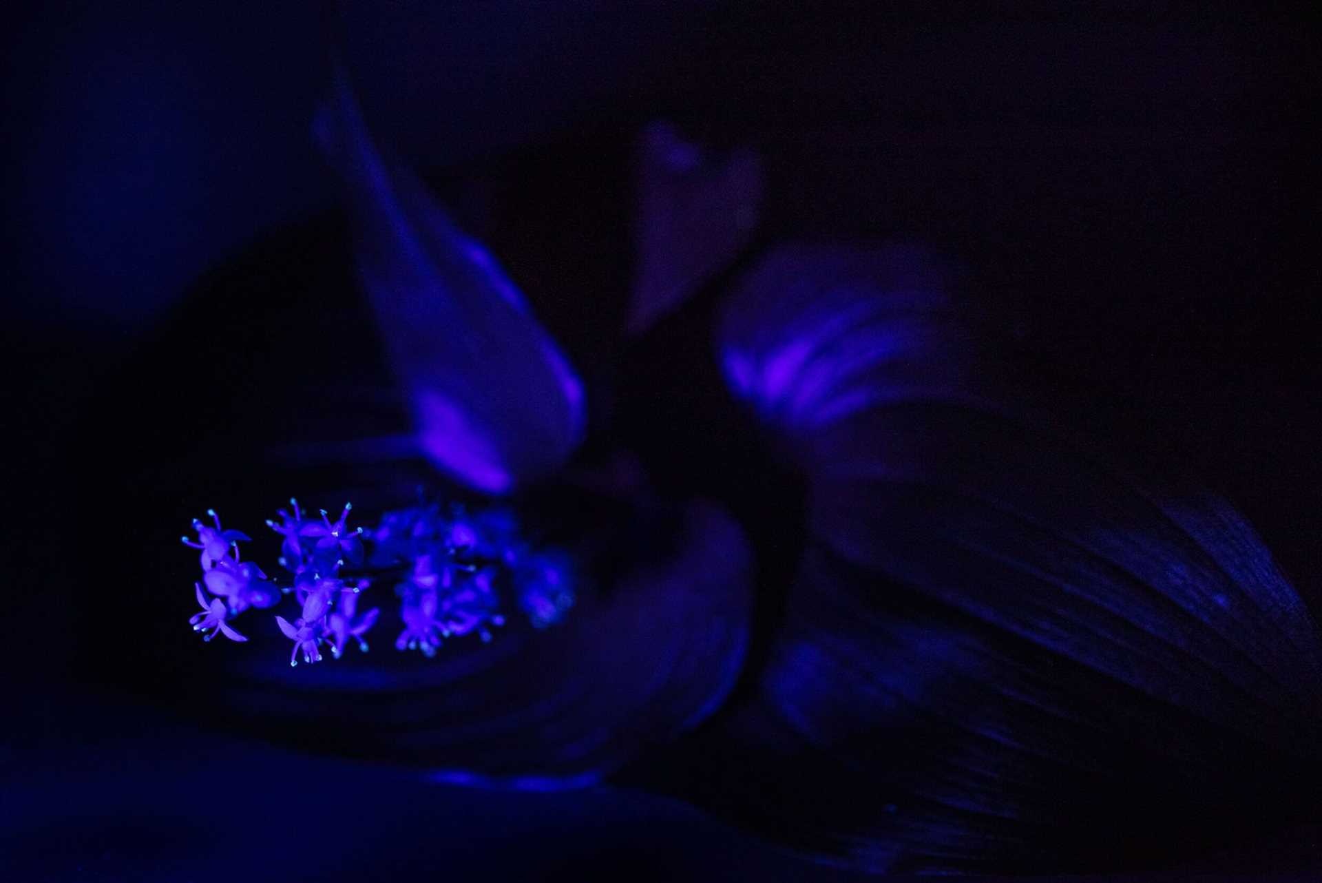 false lily of the valley under uv light