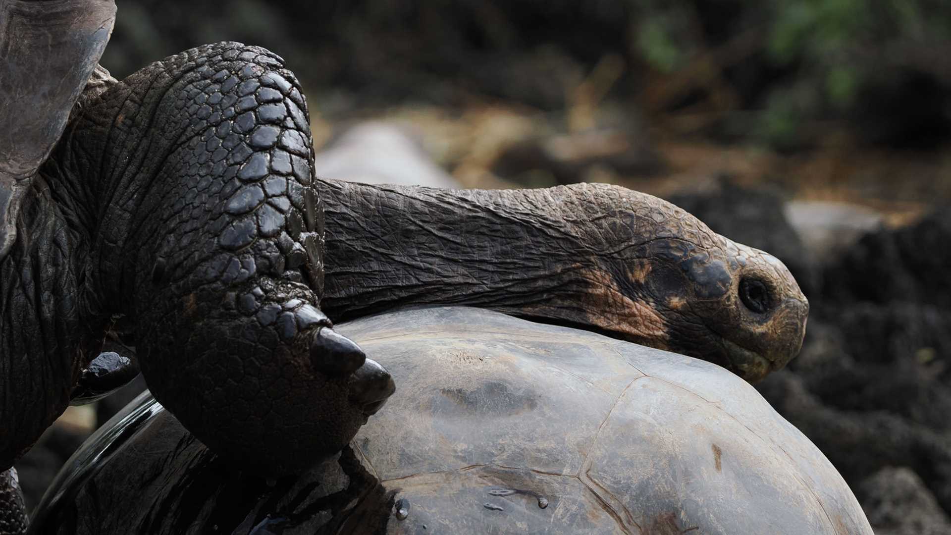 giant tortoise