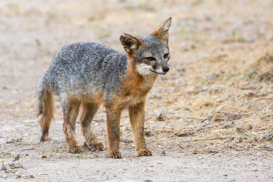 Channel Islands Endemic Fox.jpg