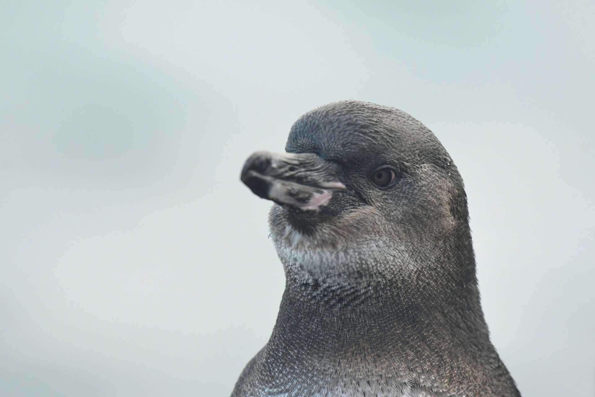 galapagos penguin