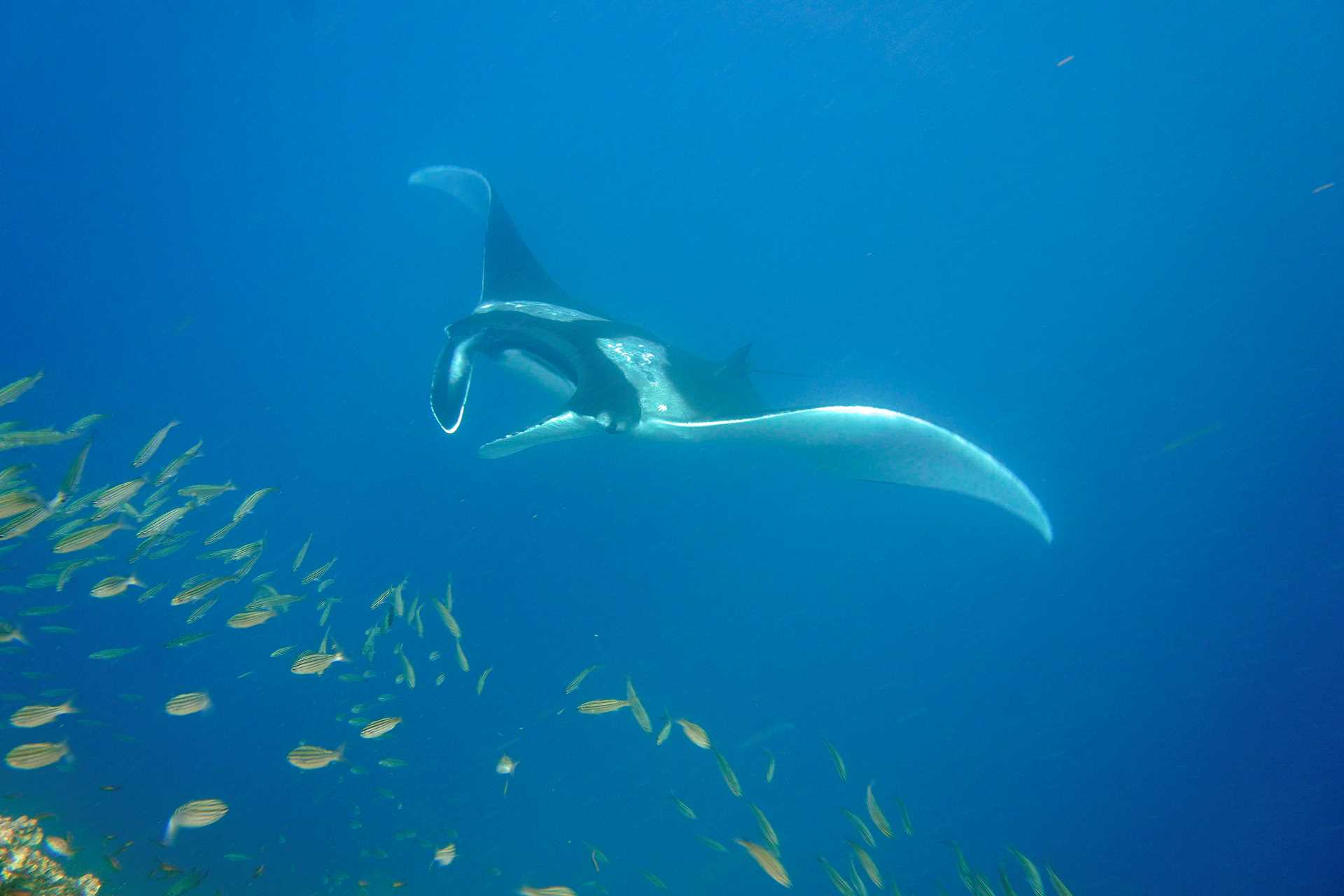 manta ray