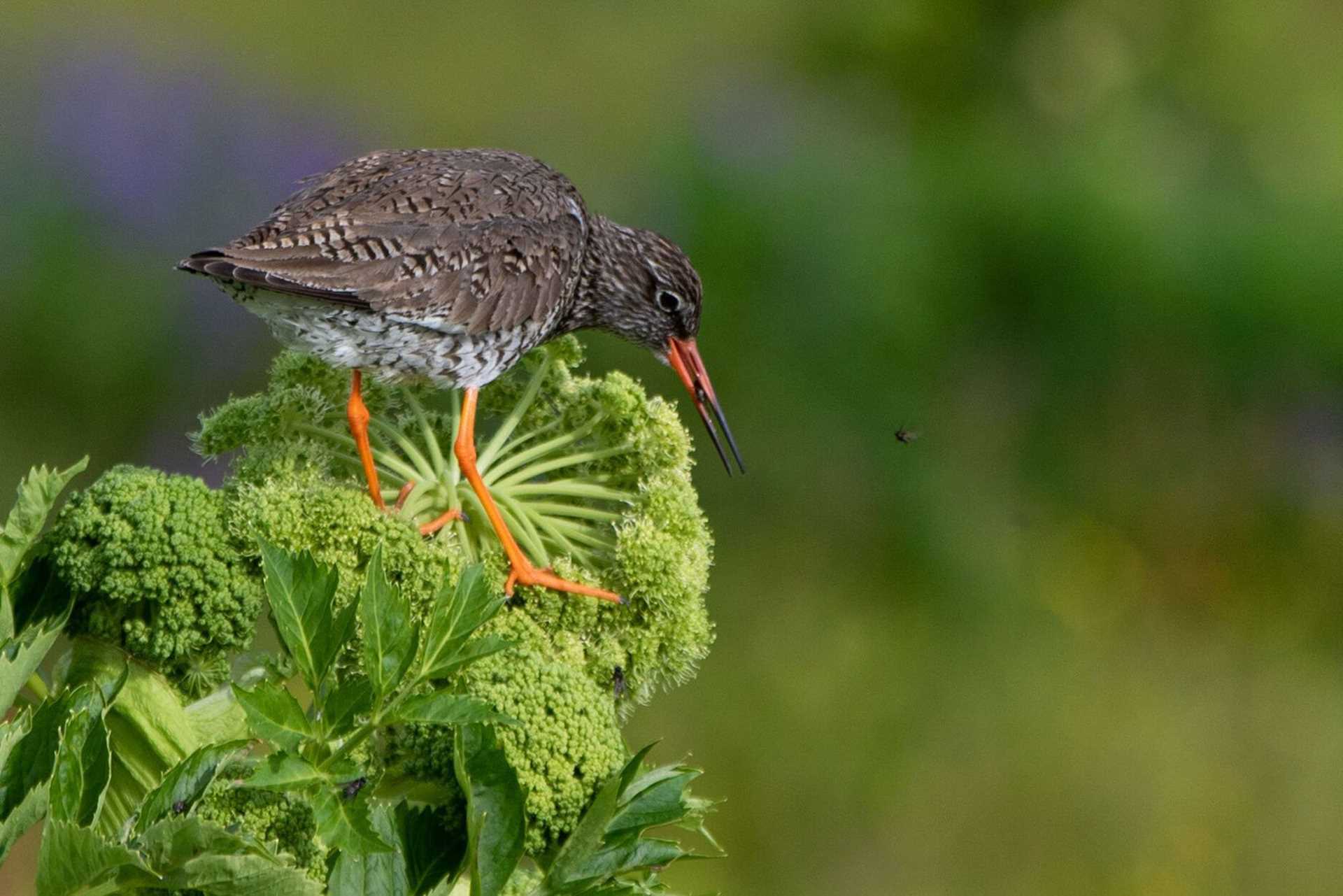 brown bird eating flies