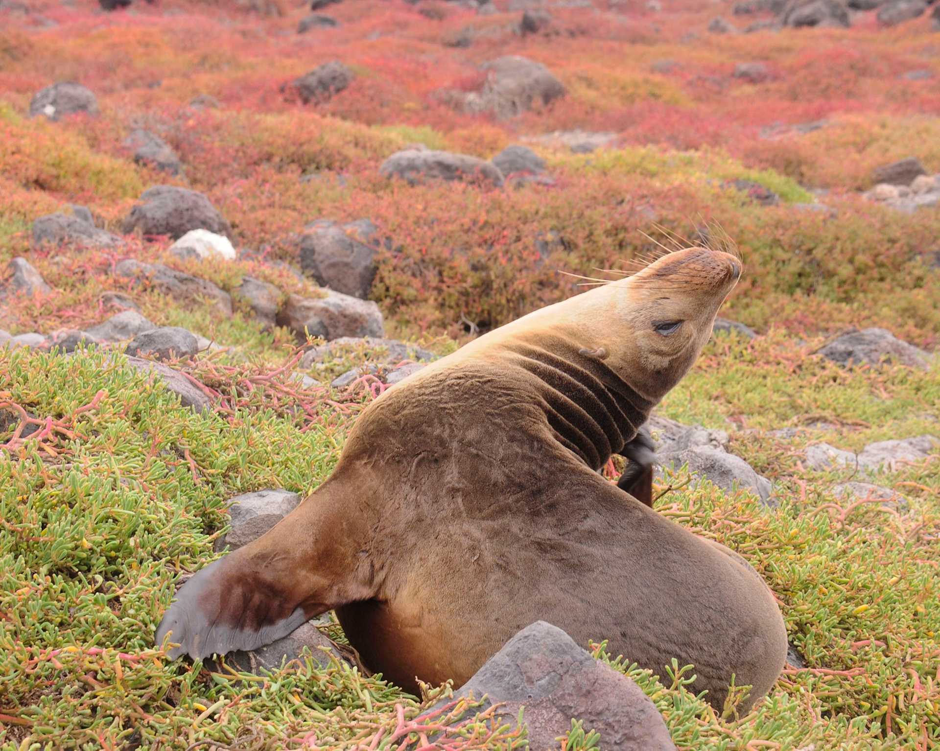 sea lion in a field of succulent plants