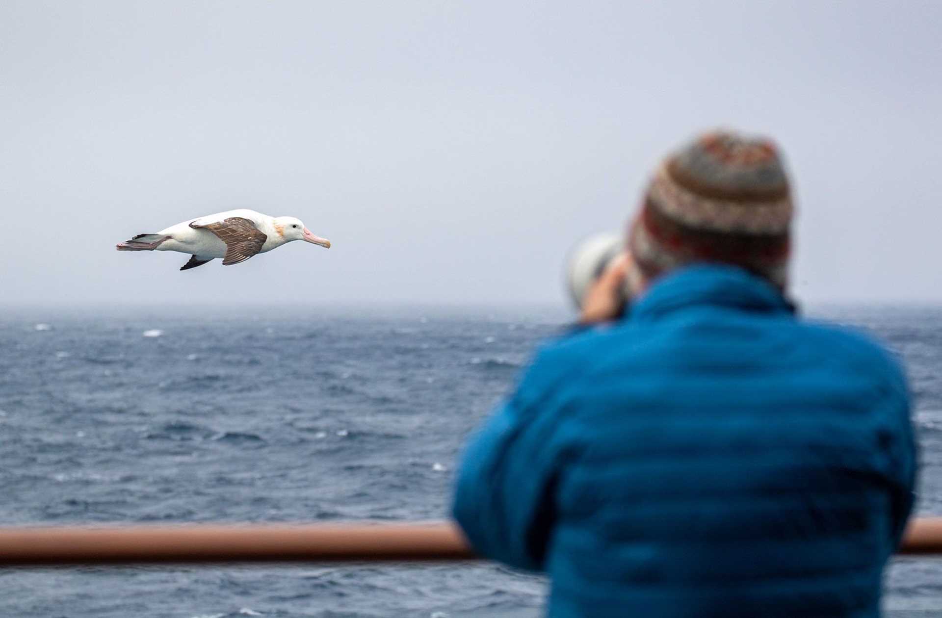 photographer taking picture of bird