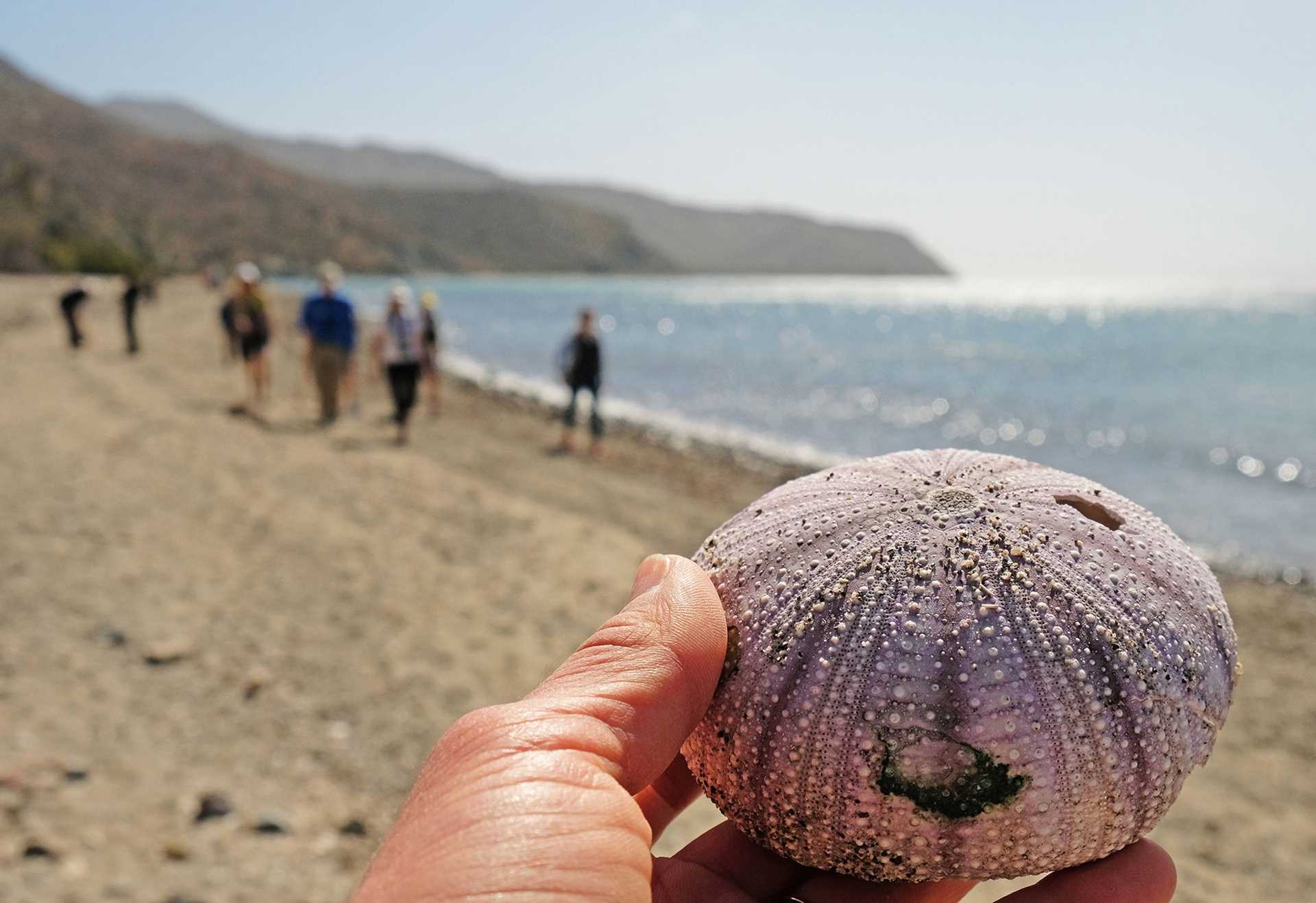 sea urchin skeleton