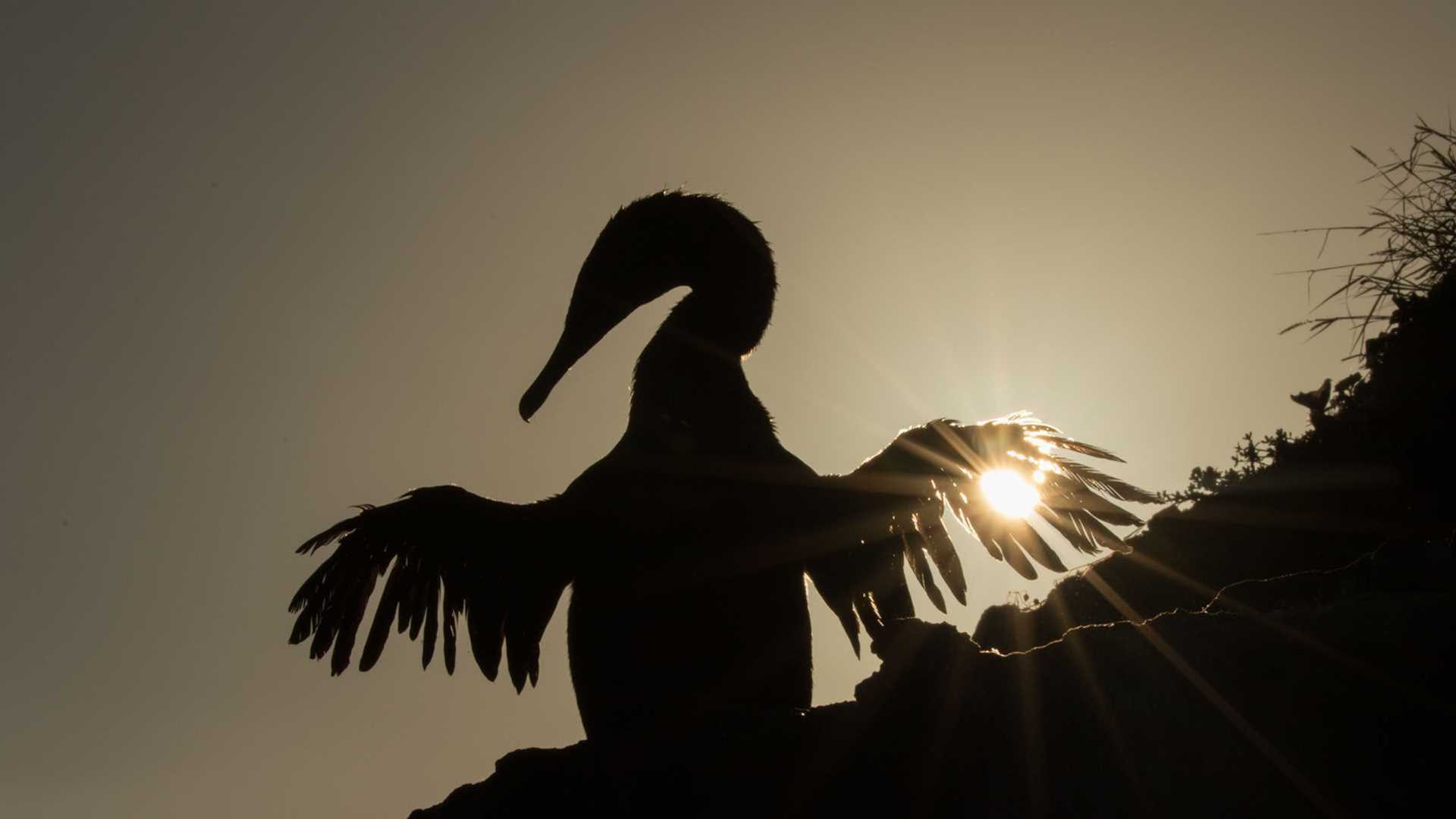 silhouette of a bird