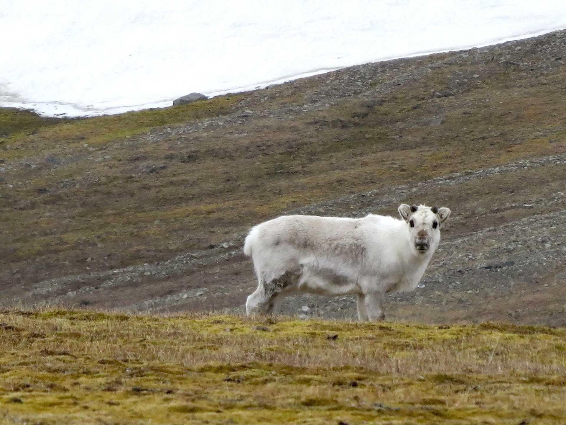 female reindeer