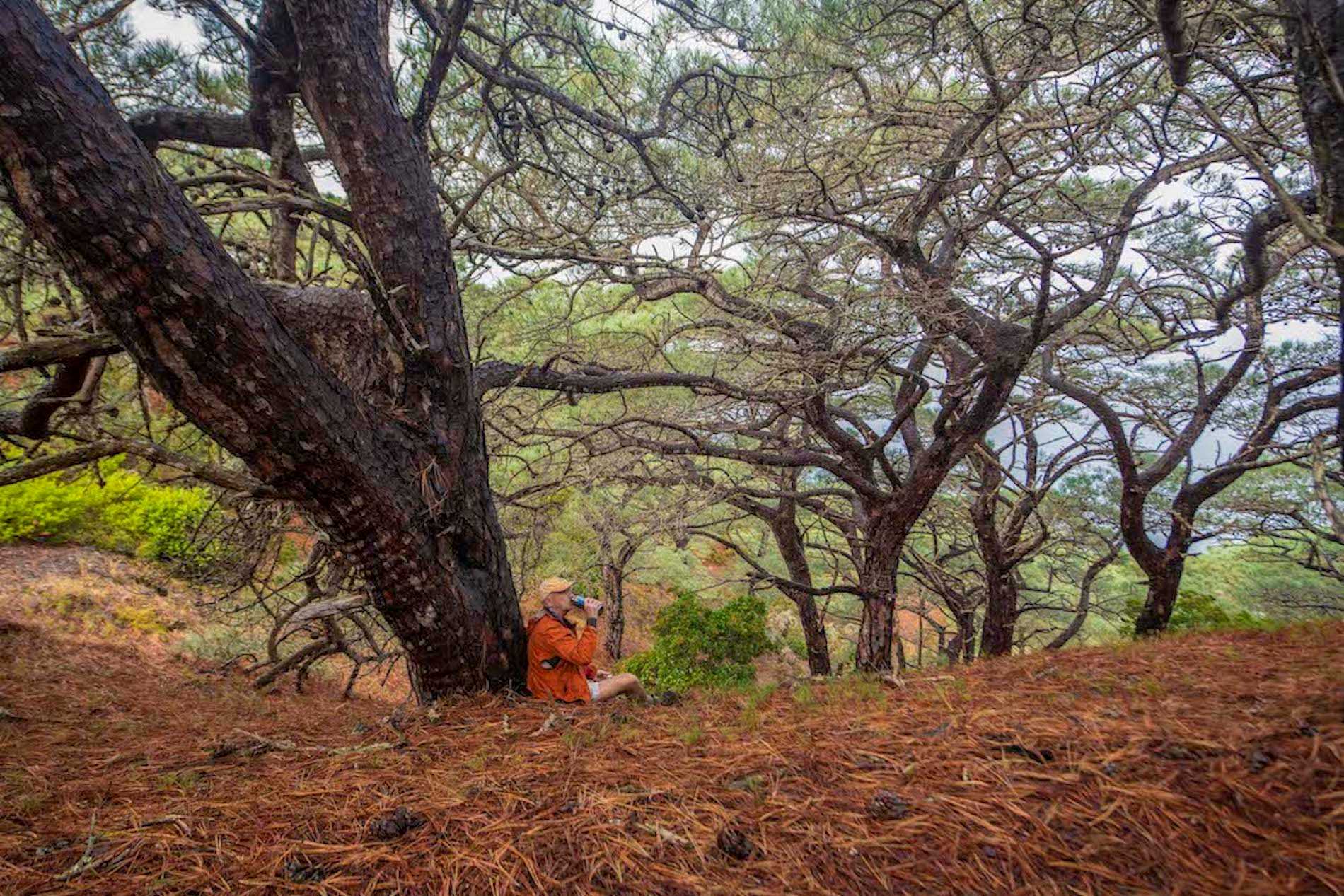 Torrey Pine Forest D Vargas.jpg