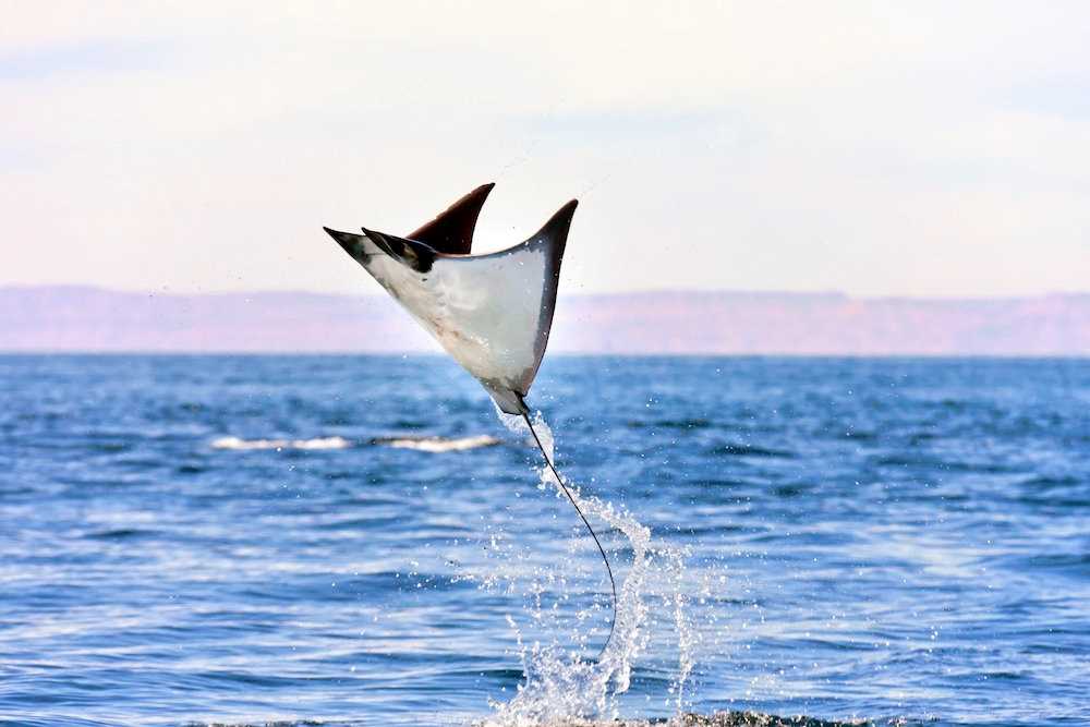 Leaping Mobula Ray in Baja.jpg