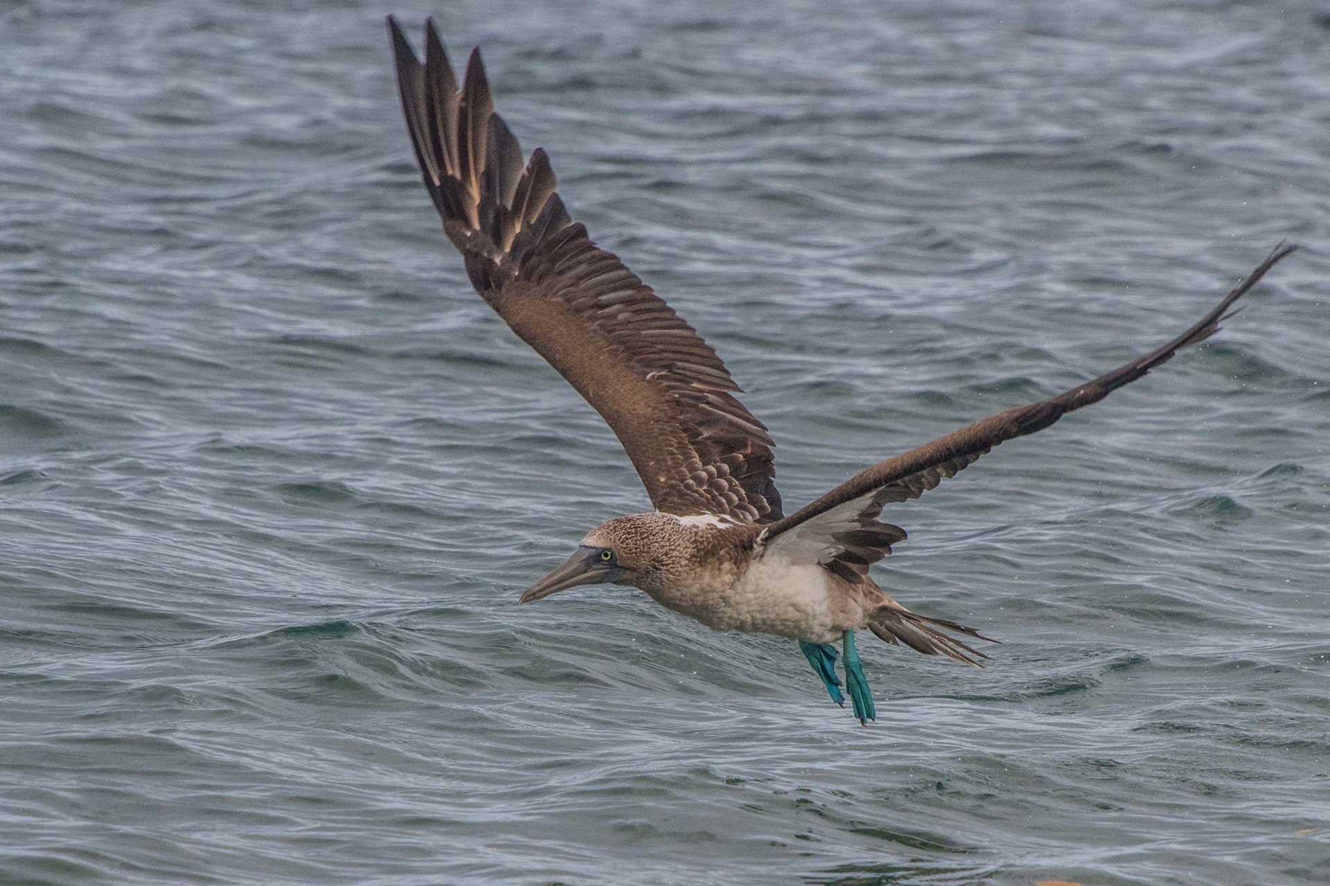 booby in flight