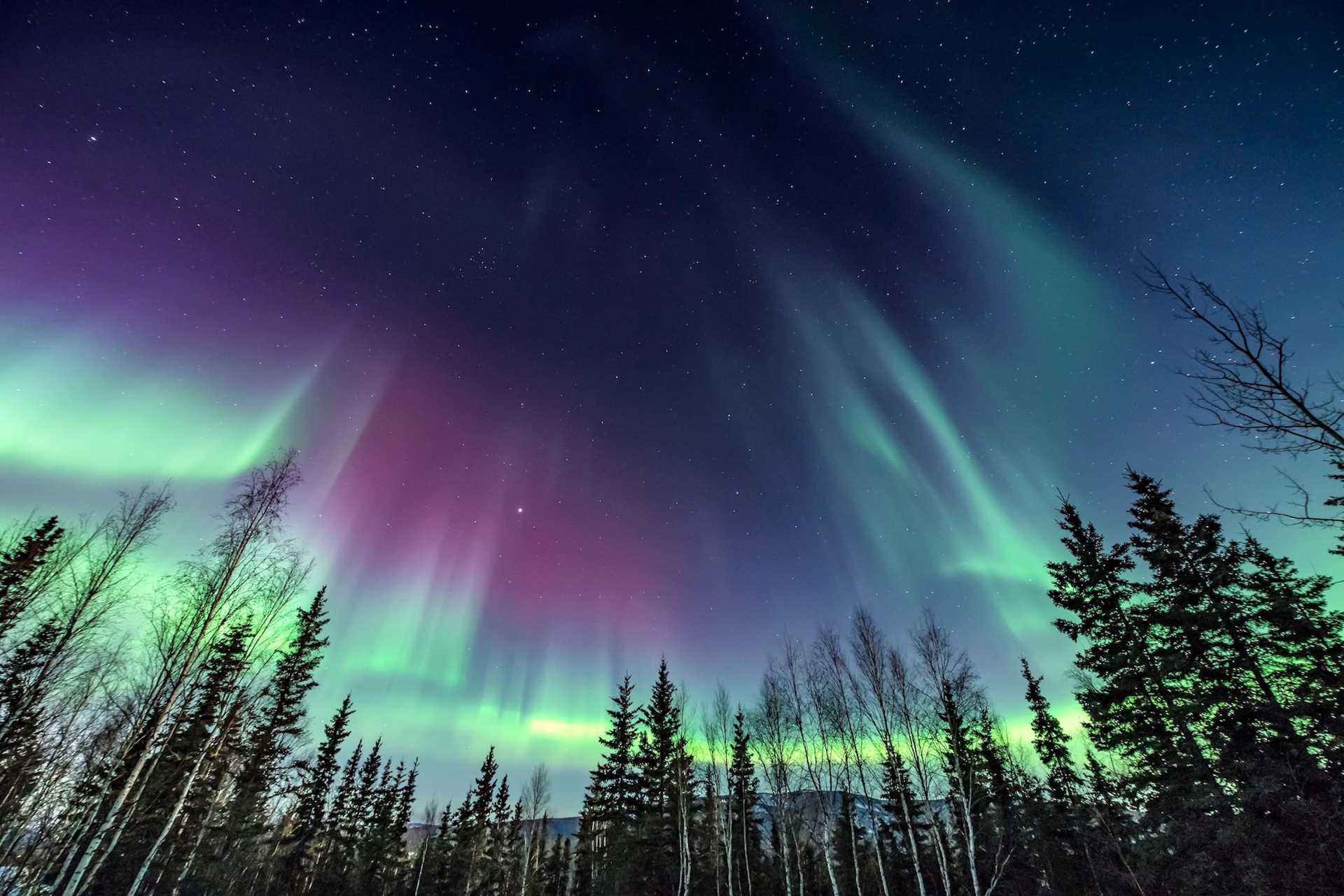 Aurora over the forest.jpg