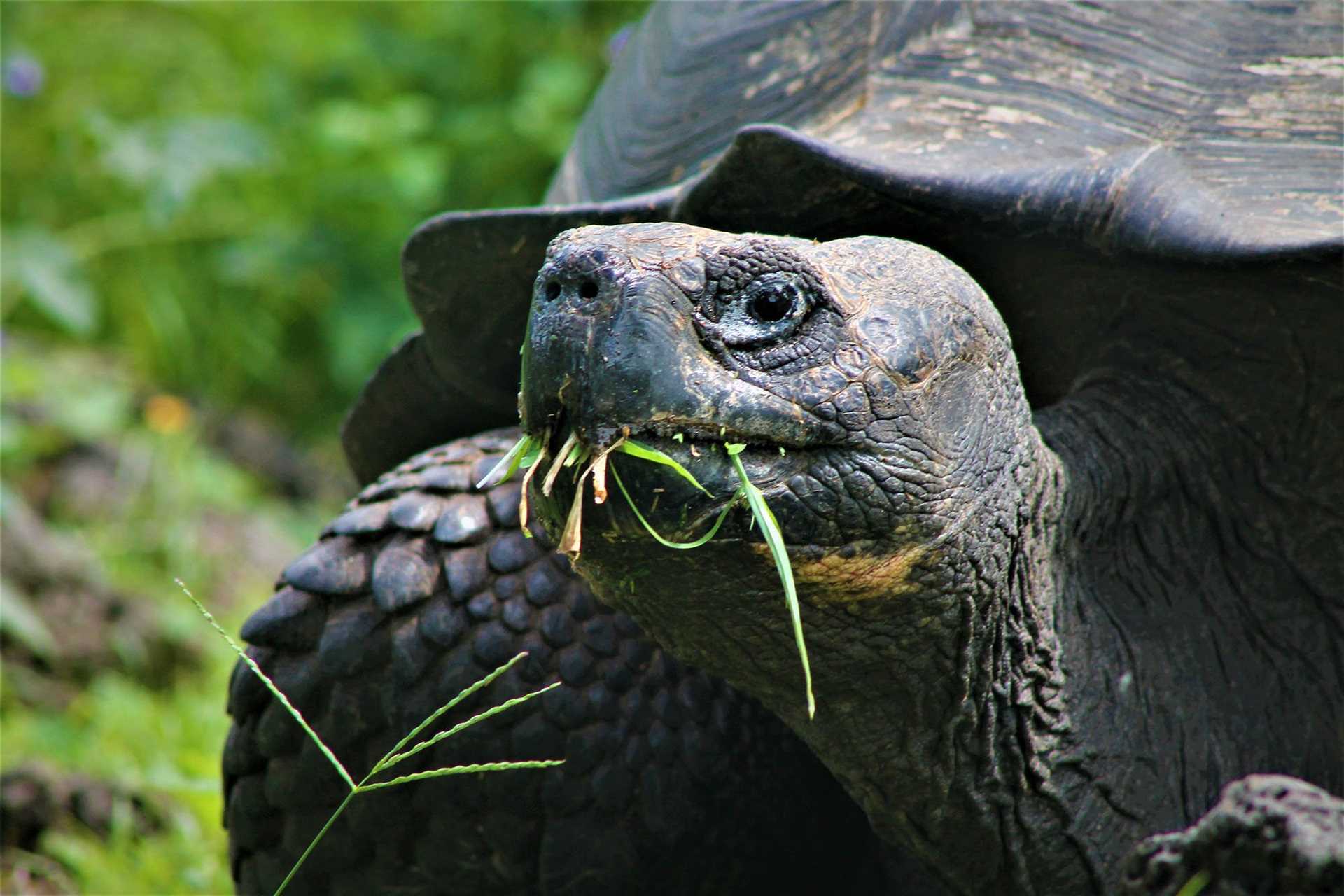 giant tortoise